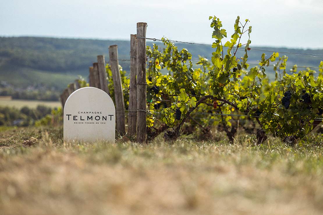 Maison Telmont vineyard