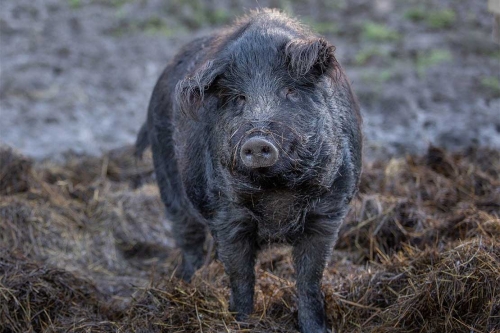 mangalica-7585926_1280.jpg